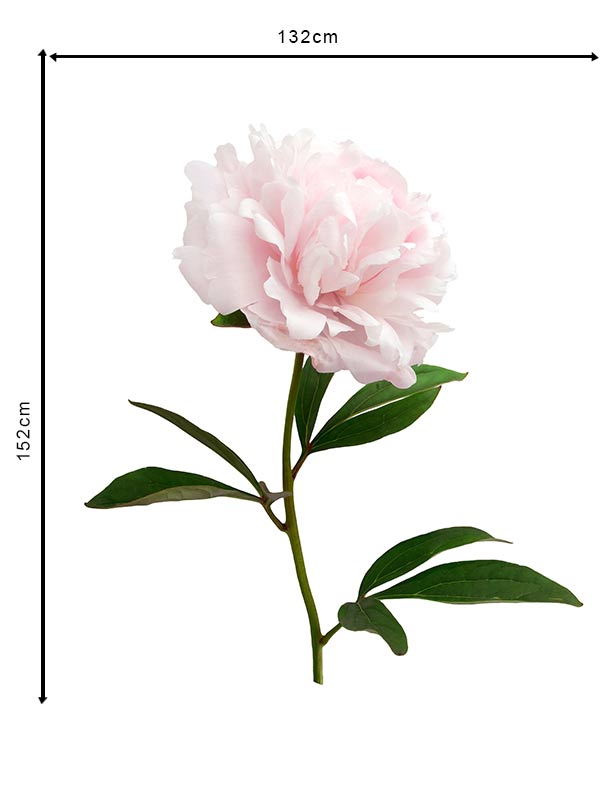 One beautiful pink peony (No.2)