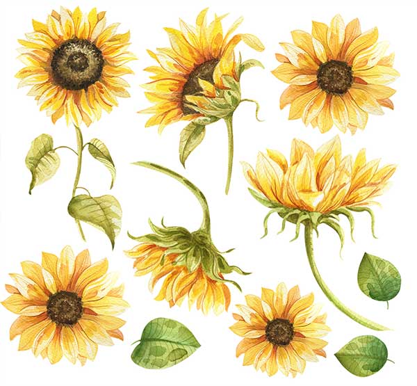 Sunflower Love