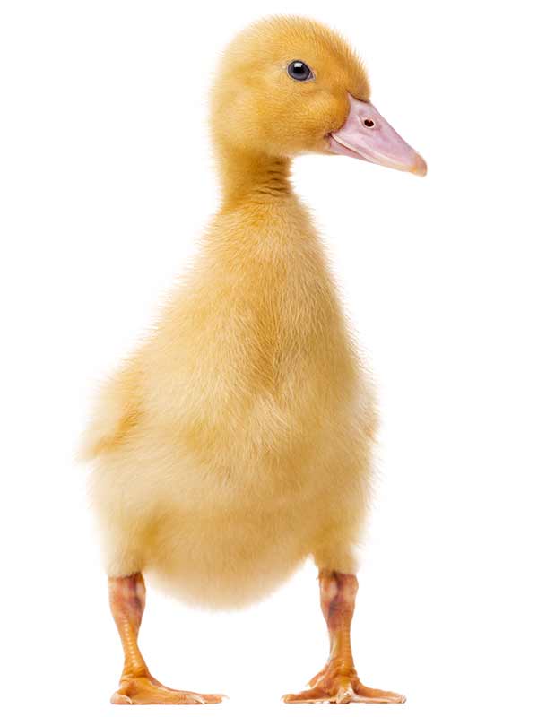 Yellow Duckling